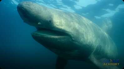 Basking Sharks book