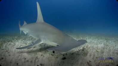 Great Hammerhead Shark book