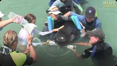 Stranded Pilot whale rescued by volunteers! book