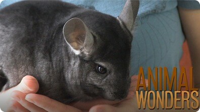 Chinchillas! What, Where, and How