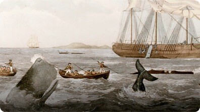 Did You Know: Whales