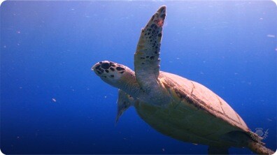 Sea Turtles