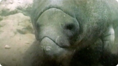 The Manatee - An Endangered Species