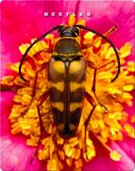 Beetles book