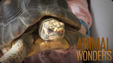 Titus' Rescue Story! book