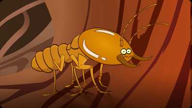 I'm a Termite book