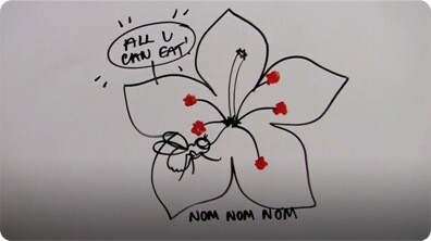 Incredible Insect Pollination!