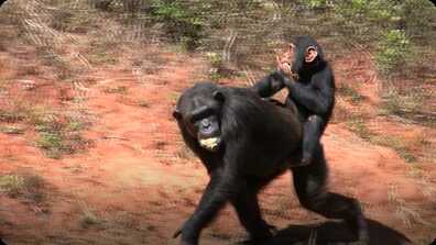 Chimpanzees book