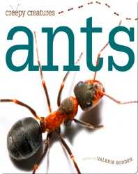 Ants book
