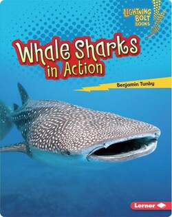 Whale Sharks in Action