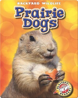 Backyard Wildlife: Prairie Dogs