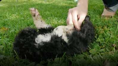 A Puppy’s New Home: Portuguese Water Dogs book