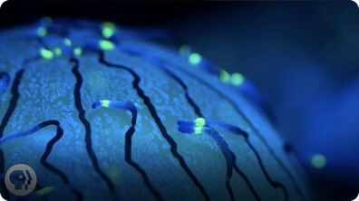 Why Jellyfish Float Like a Butterfly—And Sting Like a Bee