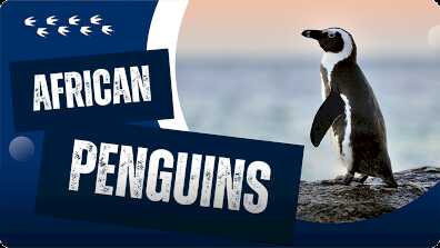 Why Are Penguins Special? book