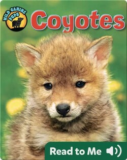 Coyotes (Wild Canine Pups)