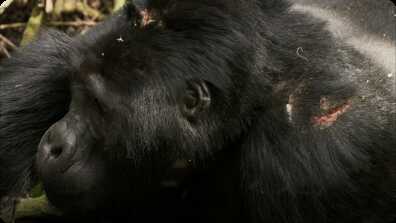 Silverback Chest Beating - Mountain Gorilla book