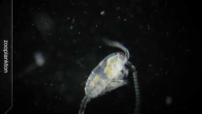 From Drifter to Dynamo: The Story of Plankton book