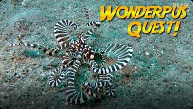Jonathan Bird's Blue World: Wunderpus Octopus Quest! book