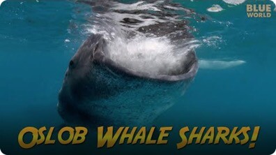 Jonathan Bird's Blue World: Philippines Whale Sharks!