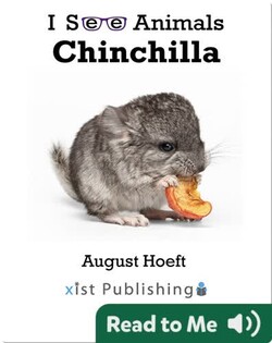 I See Animals: Chinchilla