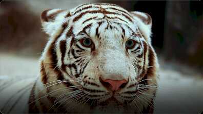 AnimalFanPedia: Wildcats book