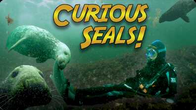 Jonathan Bird's Blue World: Diving with Seals! book