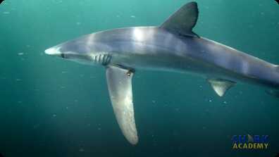 Shark Buoyancy book