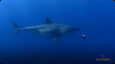 Megalodon Sharks book