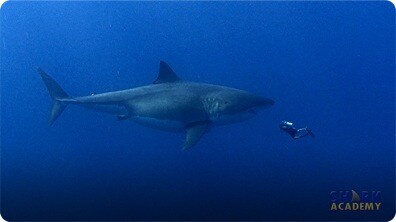 Megalodon Sharks