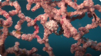 Jonathan Bird's Blue World: Camouflage and Color