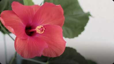 Did You Know: Flowers book