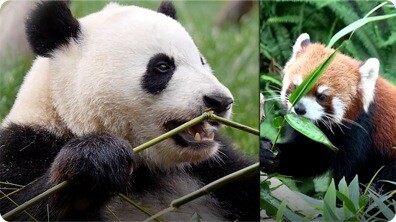 Pandas