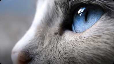 Australia's Beauty Pageant for Cats! book