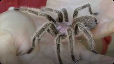 Spiders! book