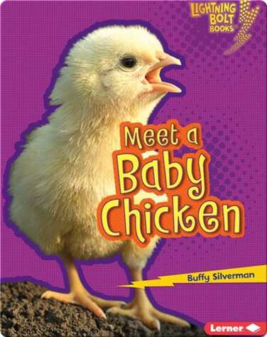 Meet a Baby Chicken book