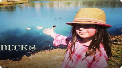 Ducks for Kids | All about Ducks | Fun Duck Videos for Kids