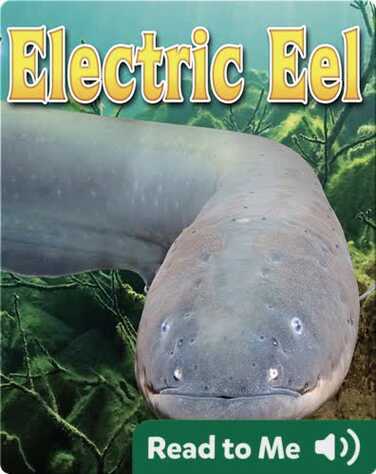 Electric Eel book