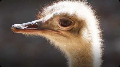 Ostriches book