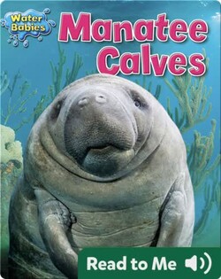 Manatee Calves