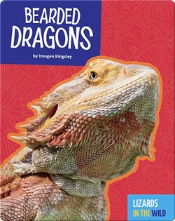 Lizards In The Wild: Bearded Dragons