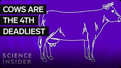 Where The 11 Deadliest Animals In The US Live book