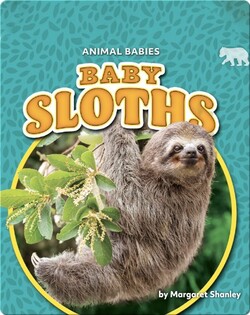 Animal Babies: Baby Sloths