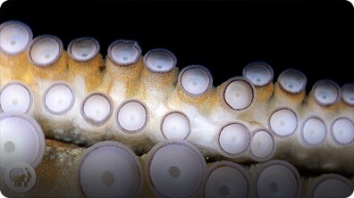 If Your Hands Could Smell, You’d Be an Octopus