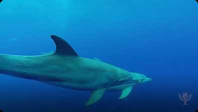 Dolphins book