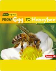 From Egg to Honeybee book