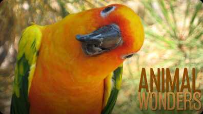 Our First 12 Animals book