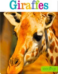 Giraffes