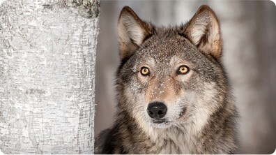 The 'Alpha Dog' Is a Myth