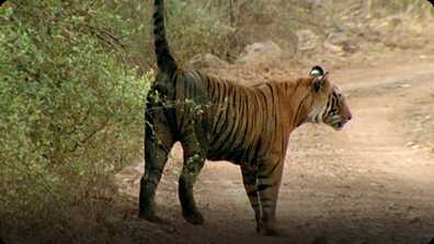 Natural World: Tiger Cubs book