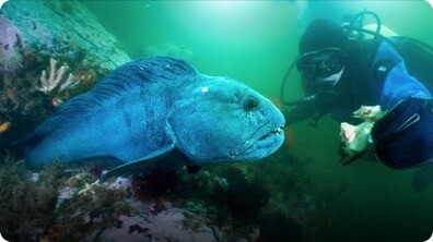 Jonathan Bird's Blue World: Atlantic Wolffish of Maine!